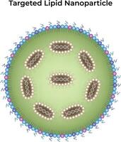 Diagram of targeted lipid nanoparticle vector
