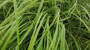 A close up of grass with water droplets on it video