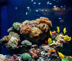 a beautiful aquarium with corals and fish yellow zebrasome yellow tang photo