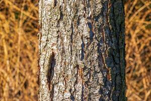 Close-up view to the texture an evergreen conifer species bark Pseudotsuga menziesii, commonly known as Douglas-fir. photo