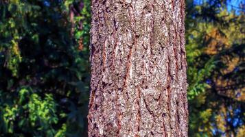 Close-up view to the texture evergreen conifer species bark Pseudotsuga menziesii, commonly known as Douglas-fir. photo