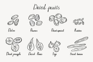 Dried fruits doodle with prunes, dates, apricot, figs, raisins, dried apricots, banana, pineapple, pear for isolated background. Oriental sweets, damson, healthy food. For label, template, logo, card vector