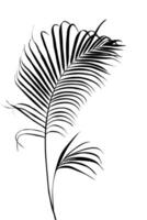 Black silhouette of palm tree and leaf in artistic style on white background vector