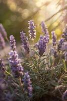 Lavender flowers in soft sunlight photo