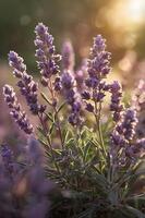 Lavender flowers blooming in sunlight photo