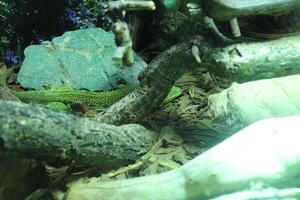 A green spotted lizard hides among the rocks photo