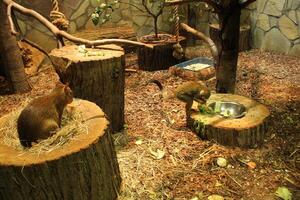 Small capuchin monkeys eat various vegetables from a bowl photo