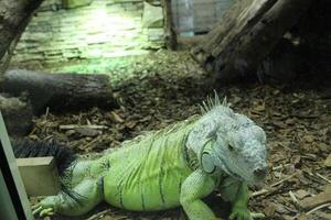 Iguana green chitting on a log on the ground close-up. in the zoo photo