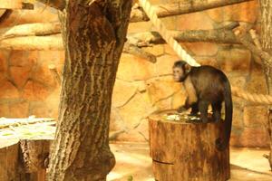 Cebus apella Brown capuchin monkey on a stump photo