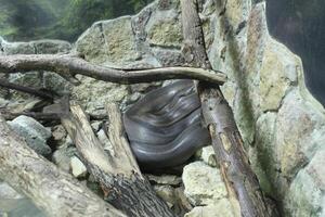 Apodora papuana is a black snake lying between rocks and branches photo
