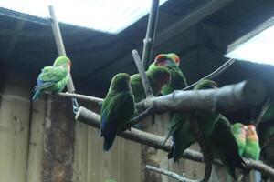 A flock of red and green parrots sitting on a branch in a cage photo