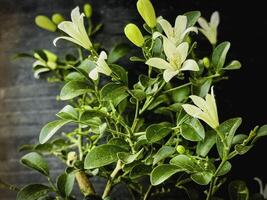 Fresh Marraya paniculata or Orange Jassamine,with little petals and green leaves, photo