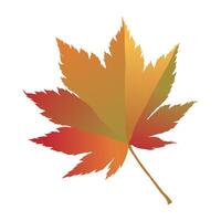 Hand-drawn autumn colored maple fall leaf isolated on white background. Flat style illustration. vector