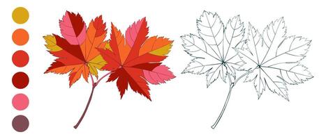 Hand-drawn red autumn colored Canadian maple leaves isolated on white background. Flat and line style illustration. vector