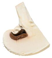Cut in half fresh champignon mushroom with white cap and light brown interior photo
