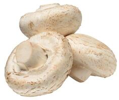 Fresh white button mushrooms piled on white background. Close-up of edible Agaricus bisporus fungus. photo