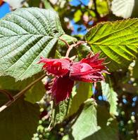 Purple hazel with hazelnuts, corylus maxima purpurea. Close up. photo