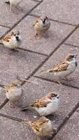 A group of sparrows interact on a sunlit pavement, showcasing natural behavior and movement in an outdoor setting video