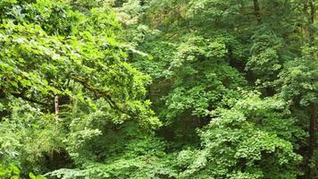 Green foliage in The Hermitage, Dunkeld, Scotland video