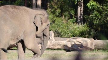 An Asian elephant walking in its enclosure video