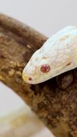 An albino corn snake moves along a branch in close-up, highlighting its unique scales and vibrant eyes video