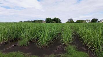 Lush sugar cane crops in agricultural setting video
