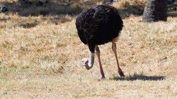 Ostrich feeding in open zoo video