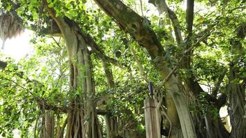 Camera pans upward through a dense banyan tree video