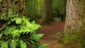 Close-up of fern on tree trunk in forest video