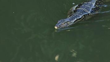 Monitor lizard gliding through a calm pond video