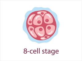 Zygote 8cell stage. The stage of segmentation of a fertilized ovum. Human embryonic development. vector