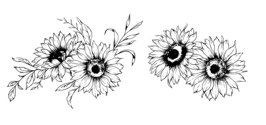 Sunflower Bouquets Line Drawing. Outline Sunflowers illustration. Hand Drawn Sunflowers Silhouette. Monochrome Floral Line Art. Botanical Coloring