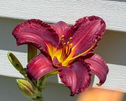 a close up of a red and yellow lily in the Lily Garden photo