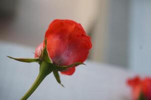 A red rose with a green stem against a blurred background photo