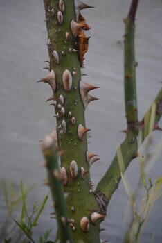 Green rose stems with red sharp thorns with a blurred background photo
