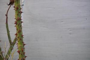 Green rose stems with sharp red thorns stand out against a softly blurred background photo