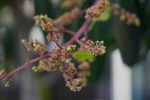 The small stem of a pink plant with small flowers and a blurry background of leaves photo