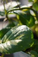 Wide green leaves exposed to sunlight in the afternoon photo