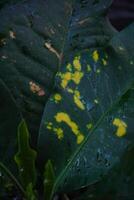 Wide green leaves with yellow and red patterns in some parts due to disease photo