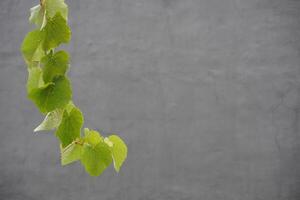 Hanging plants with light green leaves against a gray wall background photo