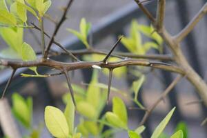 A plant stem covered in long, sharp thorns stands out against a softly blurred background photo