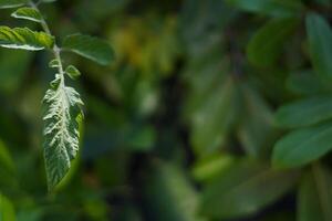 A green leaf hanging down and exposed to sunlight with a blurred foliage background photo