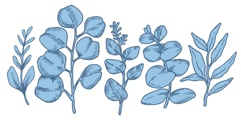 Set of tropical blue eucalyptus leaves. Sketch style illustration