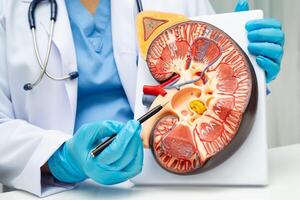 Chronic kidney disease doctor with model for treatment urinary urology, Estimated glomerular filtration rate eGFR. photo