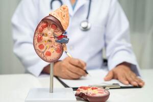 Chronic kidney doctor with model for treatment urinary system, urology, Estimated glomerular filtration rate eGFR. photo