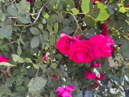 A bunch of pink roses are blooming in a garden bright pink color photo