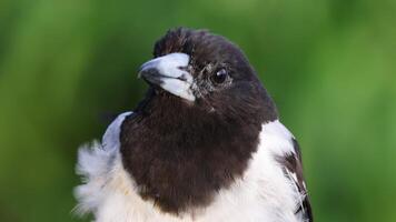 Close-up of a magpie showing various head movements video