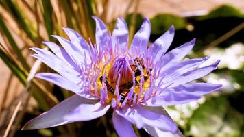 Bees actively pollinate a vibrant lotus flower video