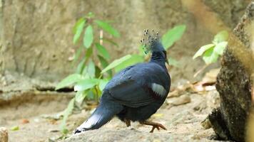 Pigeon walking in zoo enclosure, exploring surroundings video