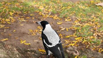 Magpie standing on ground with fallen leaves video